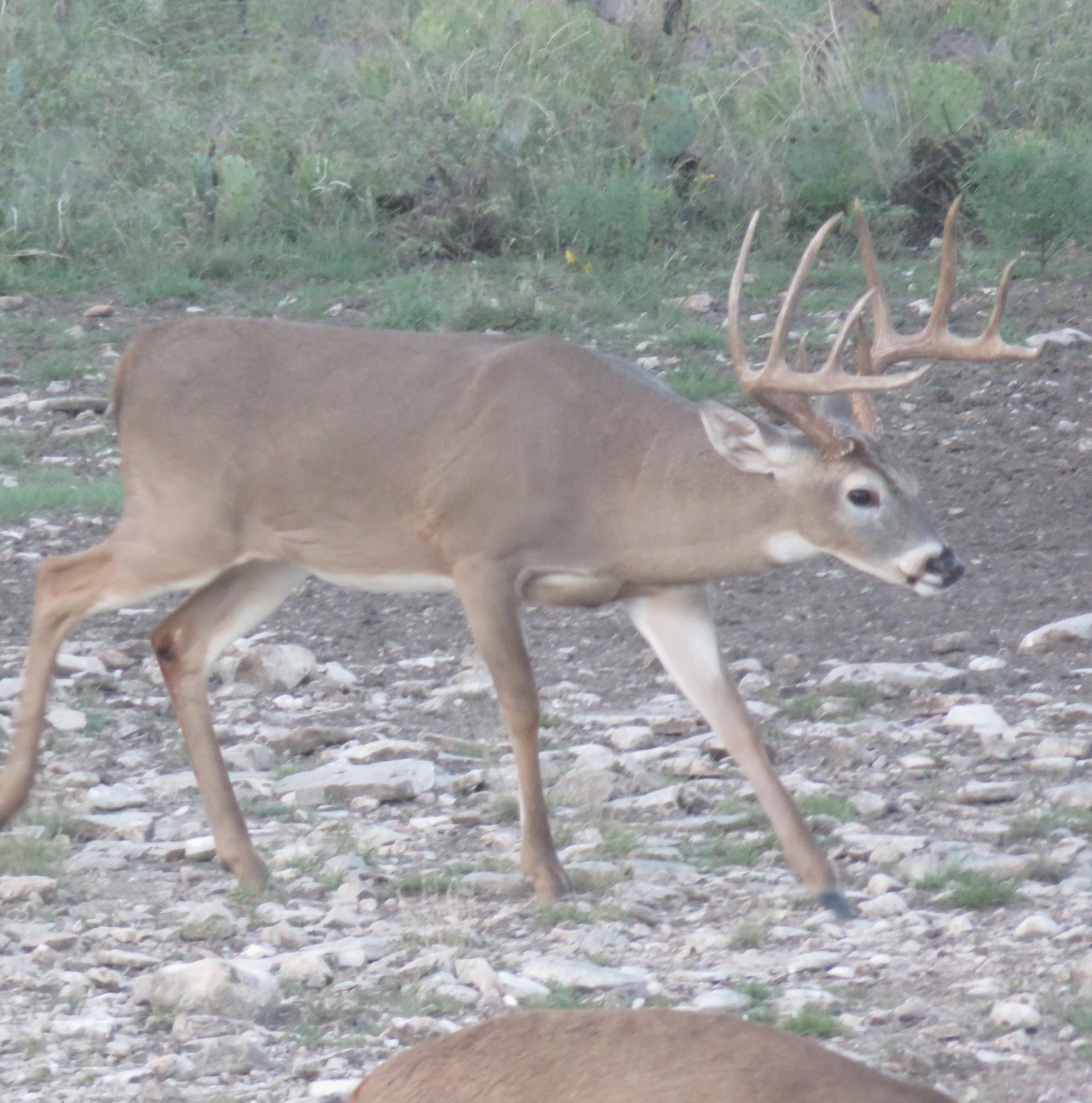 Texas Deer 